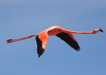 Pink Greater Flamingo (phoenicoterus rubber)